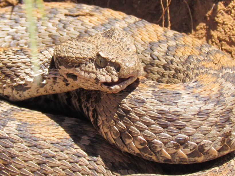 Tunceli ilçesinde ilk kez tespit edildi! Bu yılan 1 saat içinde öldürüyor - Resim: 2