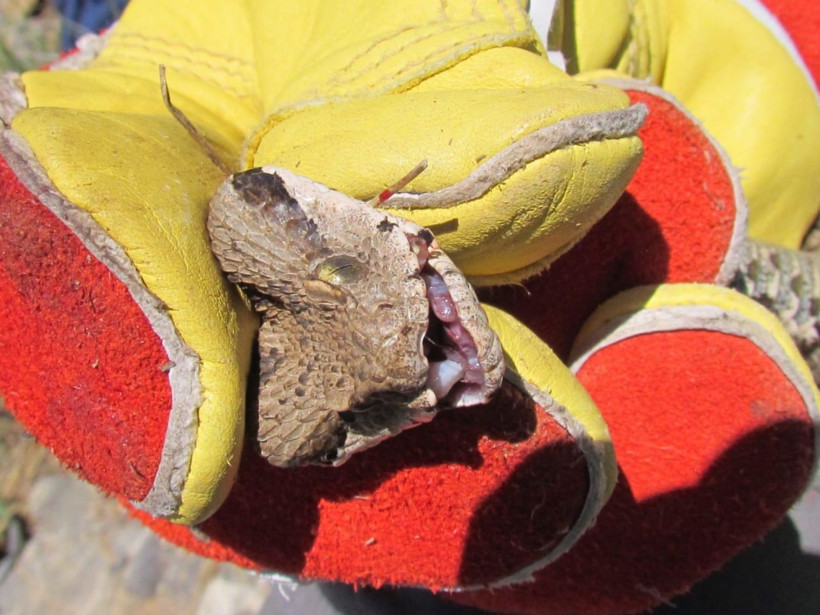 Tunceli ilçesinde ilk kez tespit edildi! Bu yılan 1 saat içinde öldürüyor - Resim: 1