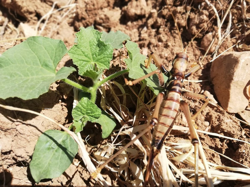Batman'da görüldü! 15 santimetre boyunda etçil dev çekirge - Resim: 1