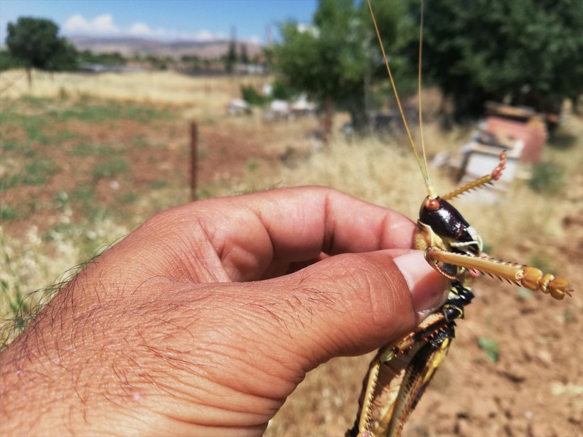 Batman'da görüldü! 15 santimetre boyunda etçil dev çekirge - Resim: 4