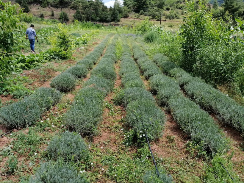 Sakarya üretiliyor litresi 135 EURO'dan satılıyor - Resim: 4