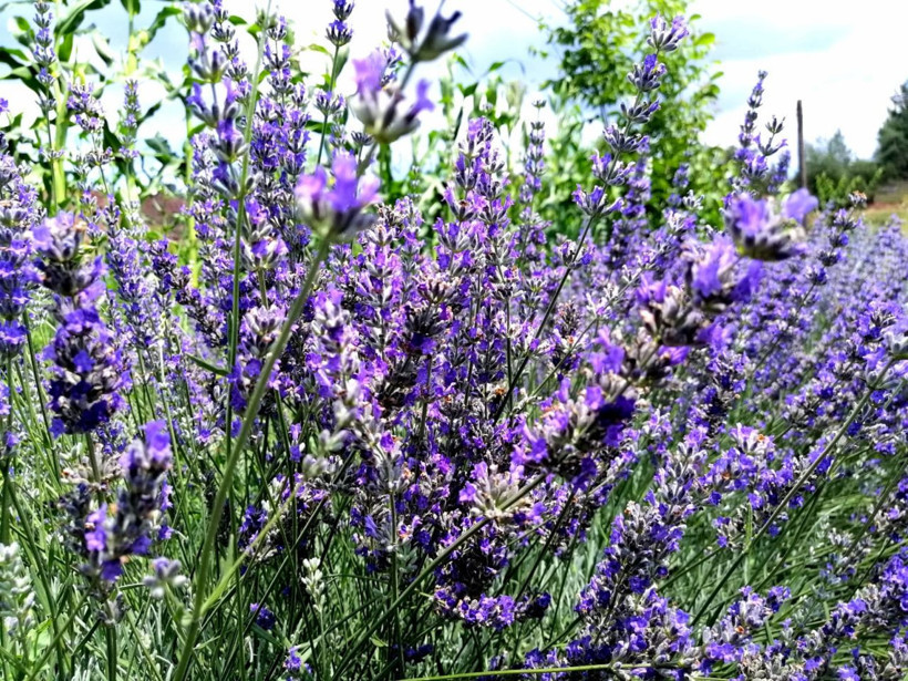 Sakarya üretiliyor litresi 135 EURO'dan satılıyor - Resim: 1