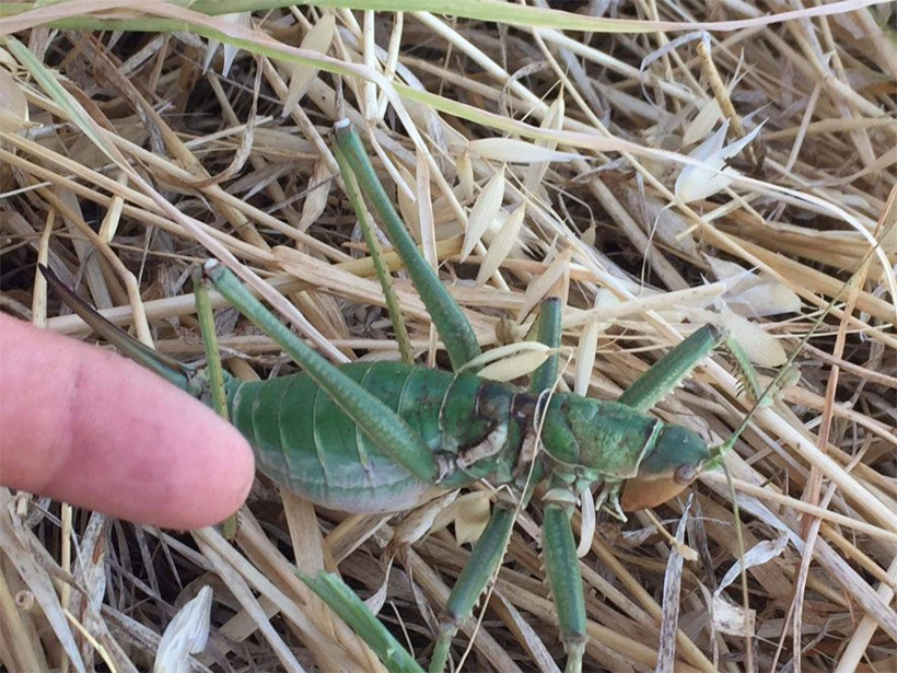 Diyarbakır'da görenleri şoke eden dev çekirgeler - Resim: 1