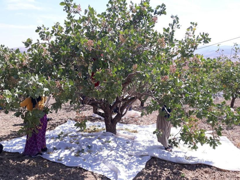 Siirt'te hasada başlandı! 10 milyar TL gelir sağlıyor - Resim: 2