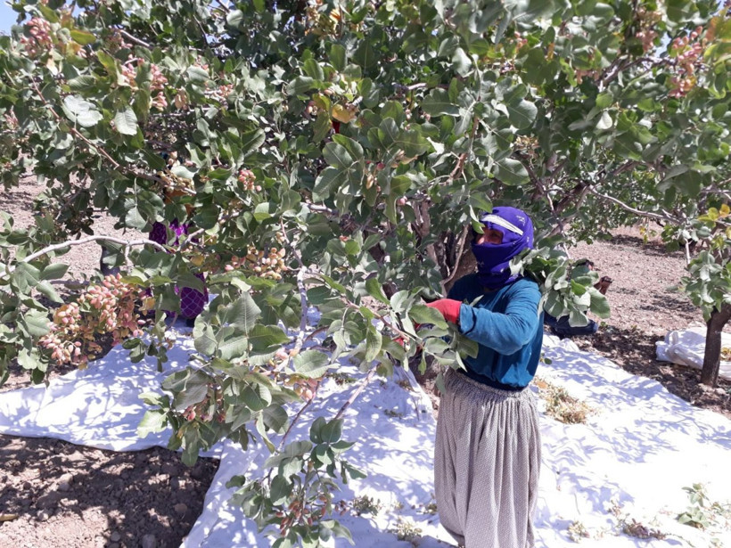 Siirt'te hasada başlandı! 10 milyar TL gelir sağlıyor - Resim: 4
