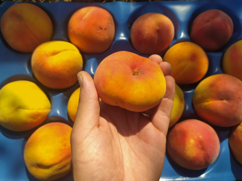 Türkiye'de bir ilk! İspanya’dan sonra Bursa’da yetiştiriliyor - Resim: 1