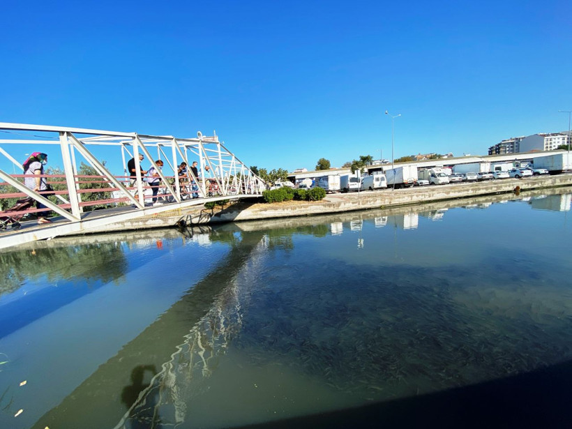 Çanakkale'de şaşkına çeviren görüntü! Binlercesi bir arada - Resim: 1