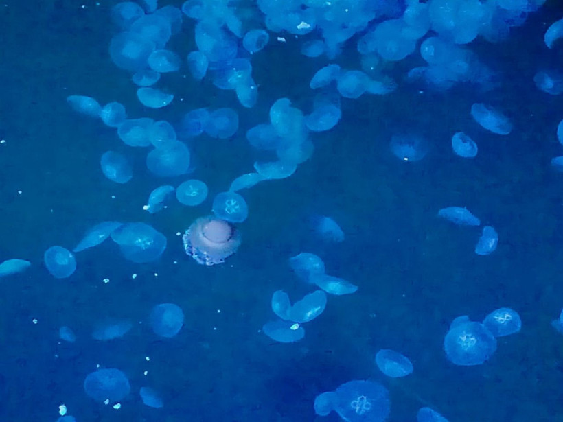 Marmara Denizi'ni istila ettiler! Görürseniz sakın dokunmayın - Resim: 2