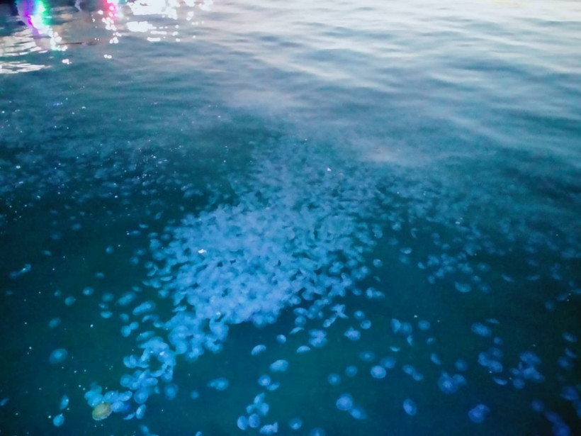 Marmara Denizi'ni istila ettiler! Görürseniz sakın dokunmayın - Resim: 3