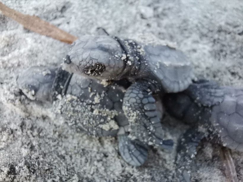 Çanakkale'de heyecanlandıran keşif! Marmara'da ilk kez caretta caretta yuvası ve yavruları görüldü - Resim: 4