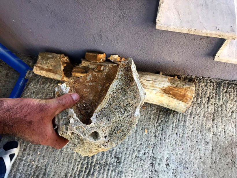 Edirne'de köylüler buldu 8 milyon yıllık çıktı - Resim: 2