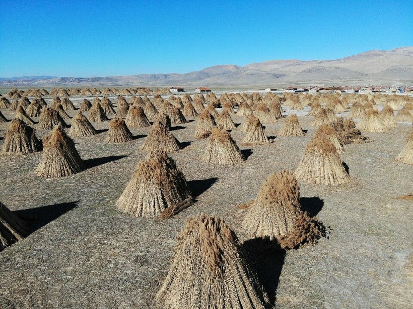 Afyonkarahisar'dan yurt dışına satılıyor! Haftalık kazançları dudak uçuklattı - Resim: 1