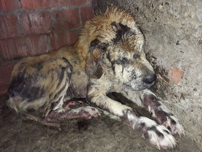 Aydın'da iyilik ve merhametin dokunduğu 'Koca Oğlan'ın şimdiki hali şaşırttı! - Resim: 2