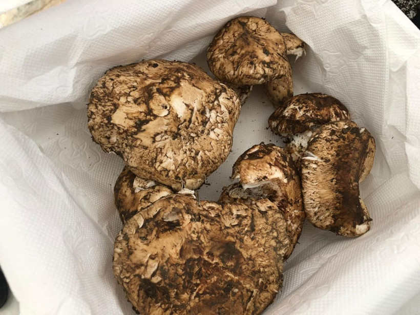 Çinliler yapamadı! Japonlar Adana'dan taneyle alıyor fiyatı dudak uçuklattı - Resim: 2