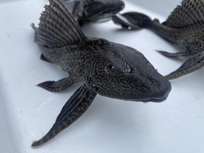 Dünyanın en tehlikeli türü Eskişehir'de ortaya çıktı! Sudan çıkınca ölmüyor - Resim: 2