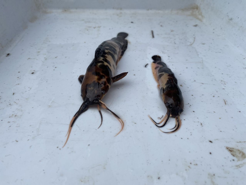 Dünyanın en tehlikeli türü Eskişehir'de ortaya çıktı! Sudan çıkınca ölmüyor - Resim: 1