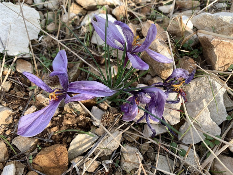 Bu yıl ilk kez yaptı! Adıyaman'da fiyatını duyan inanamadı yok satıyor - Resim: 2