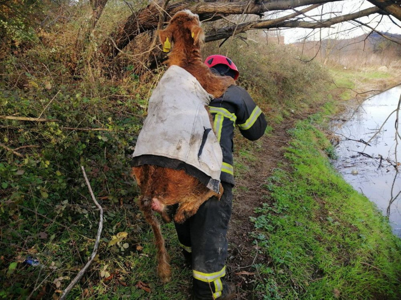 Ordu'da balçığa saplanan danayı sırtında taşıdı itfaiye görevlisi yürekleri ısıttı - Resim: 2
