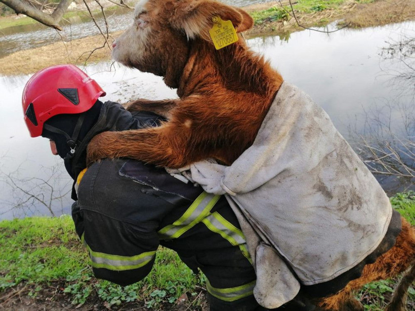 Ordu'da balçığa saplanan danayı sırtında taşıdı itfaiye görevlisi yürekleri ısıttı - Resim: 1