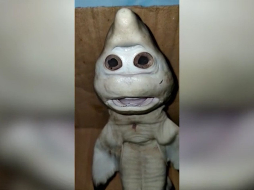 İnsan yüzlü yavru köpek balığı bulundu! Mutasyon geçirmiş - Resim: 2