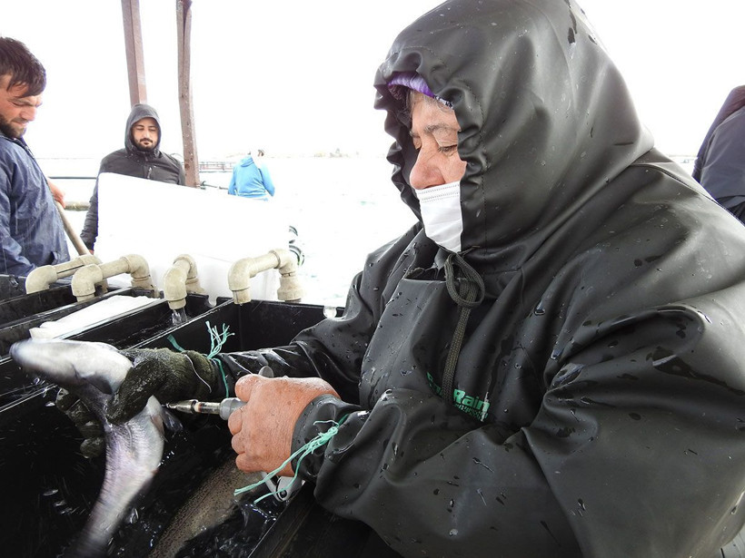 Gaziantep'te milyonlarca balık tek tek aşılanıyor! Her yıl aynısını yapıyorlar - Resim: 3