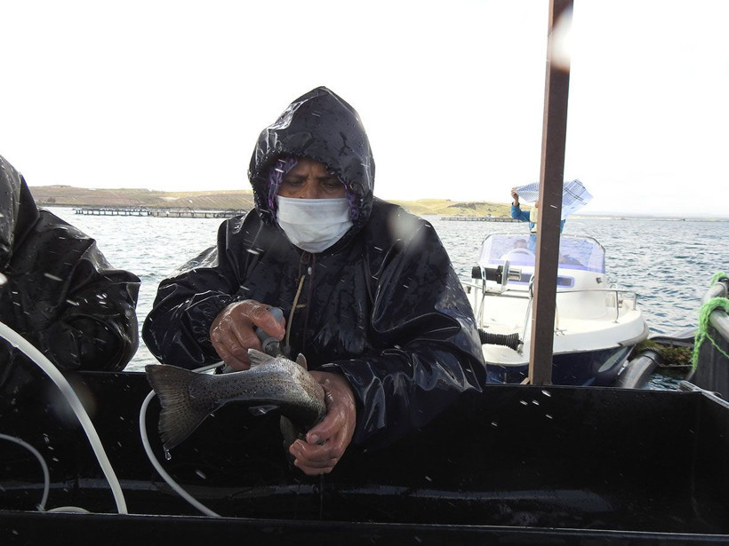 Gaziantep'te milyonlarca balık tek tek aşılanıyor! Her yıl aynısını yapıyorlar - Resim: 1