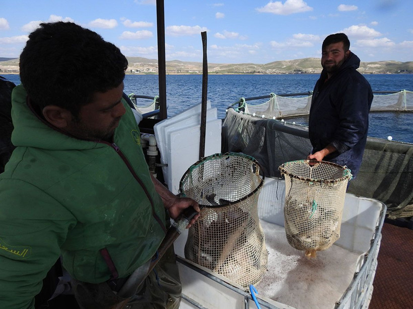 Gaziantep'te milyonlarca balık tek tek aşılanıyor! Her yıl aynısını yapıyorlar - Resim: 4