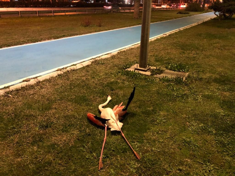 İzmir'de kuş gribi paniği! Sahilde telef olmuş 9 flamingo bulundu - Resim: 1