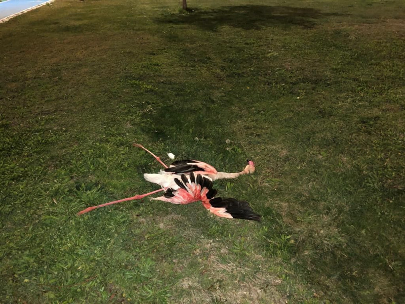 İzmir'de kuş gribi paniği! Sahilde telef olmuş 9 flamingo bulundu - Resim: 2