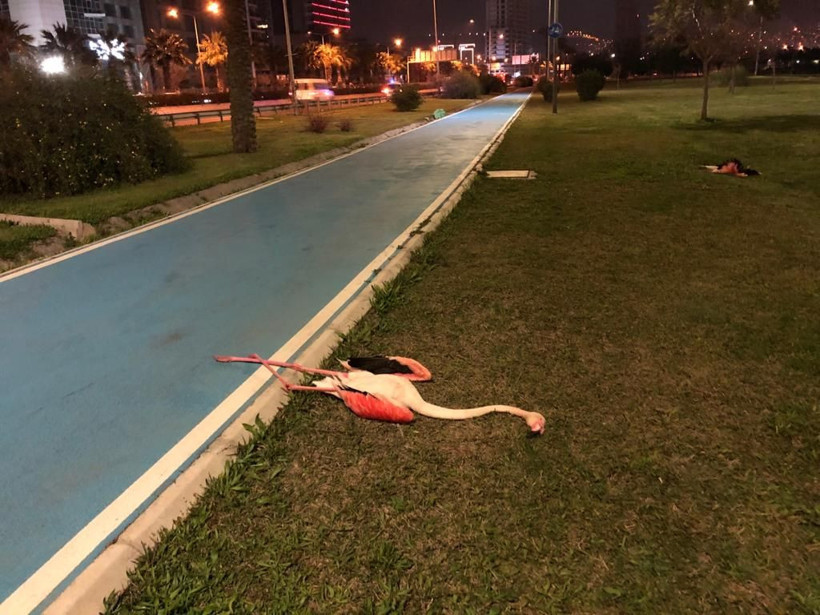 İzmir'de kuş gribi paniği! Sahilde telef olmuş 9 flamingo bulundu - Resim: 3
