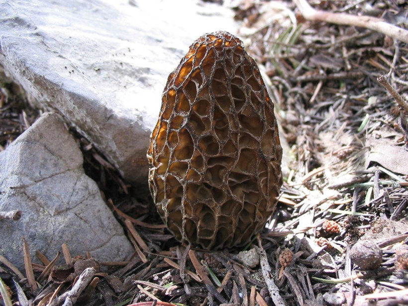 Antalya'da bedavaya toplayıp 1500 TL'ye satıyorlar! Paraya para demiyorlar - Resim: 2