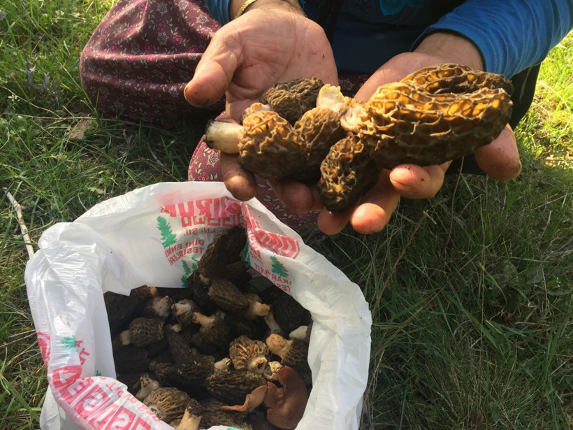 Antalya'da bedavaya toplayıp 1500 TL'ye satıyorlar! Paraya para demiyorlar - Resim: 3