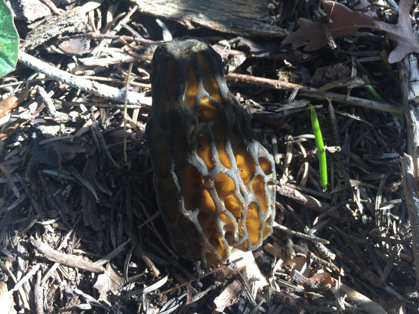 Antalya'da bedavaya toplayıp 1500 TL'ye satıyorlar! Paraya para demiyorlar - Resim: 4