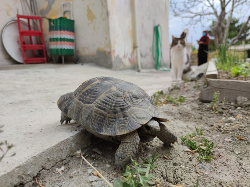 Amasya'da böylesi görülmedi! Terlik içinde büyüttü evladı gibi oldu: Günlerce ağladım - Resim: 4