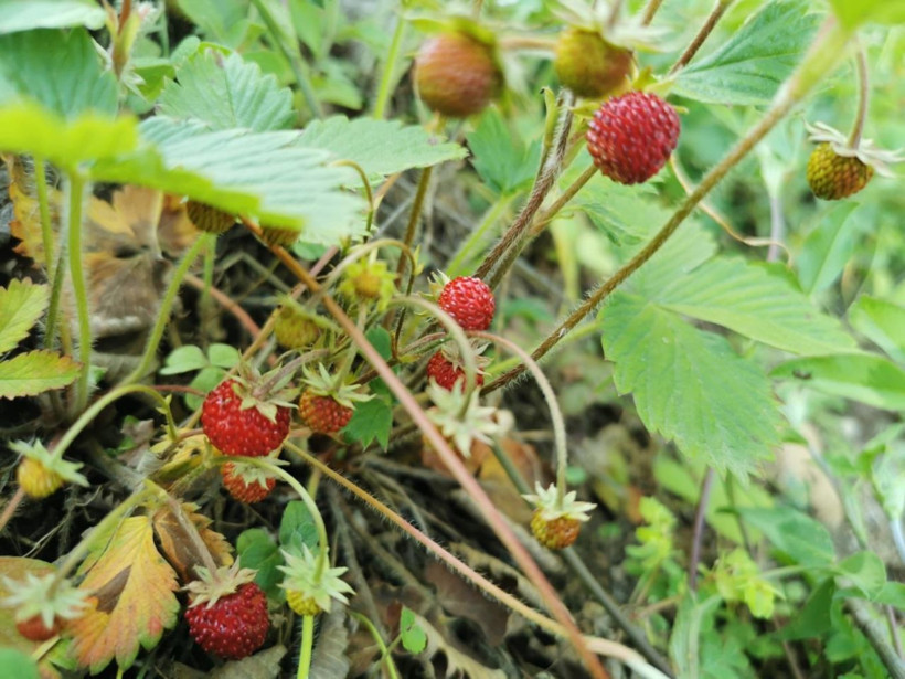 Ordu'da 200 TL'ye satılıyor! 4 saatte bir kilo toplanabiliyor - Resim: 4