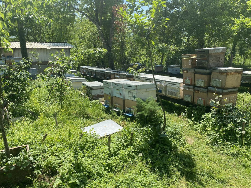 Katil olarak bilinen gal arısının yeni adresi Düzce oldu - Resim: 2