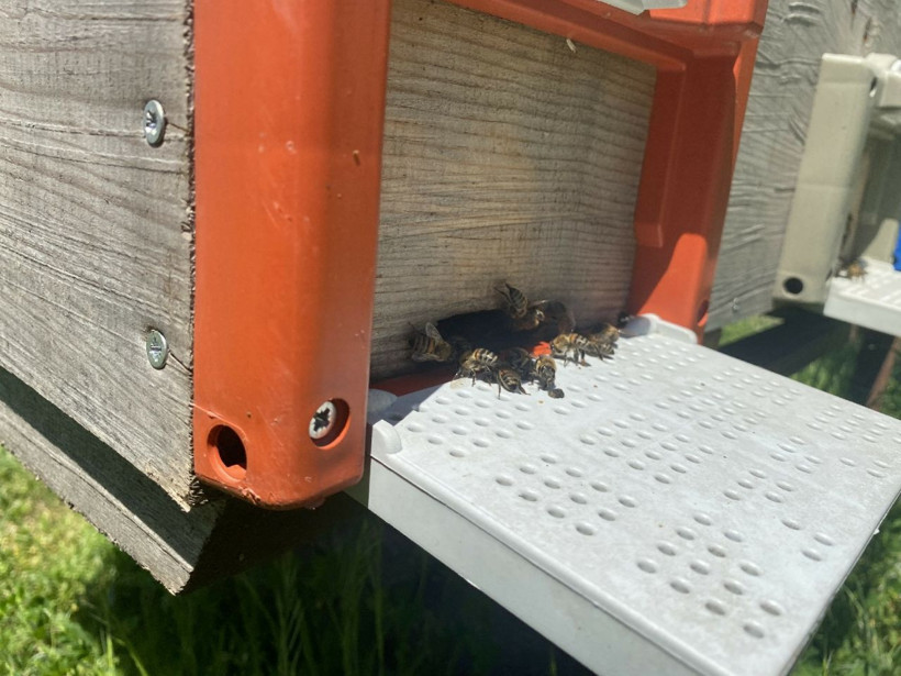 Katil olarak bilinen gal arısının yeni adresi Düzce oldu - Resim: 3