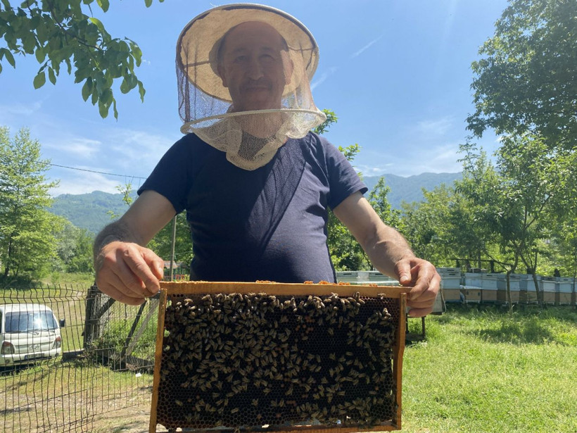 Katil olarak bilinen gal arısının yeni adresi Düzce oldu - Resim: 4