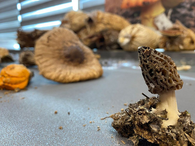  Kilosu 3 bin TL'ye satılıyor üreticisini zengin ediyor! Türkiye'nin 21 şehrinde yetişiyor - Resim: 1