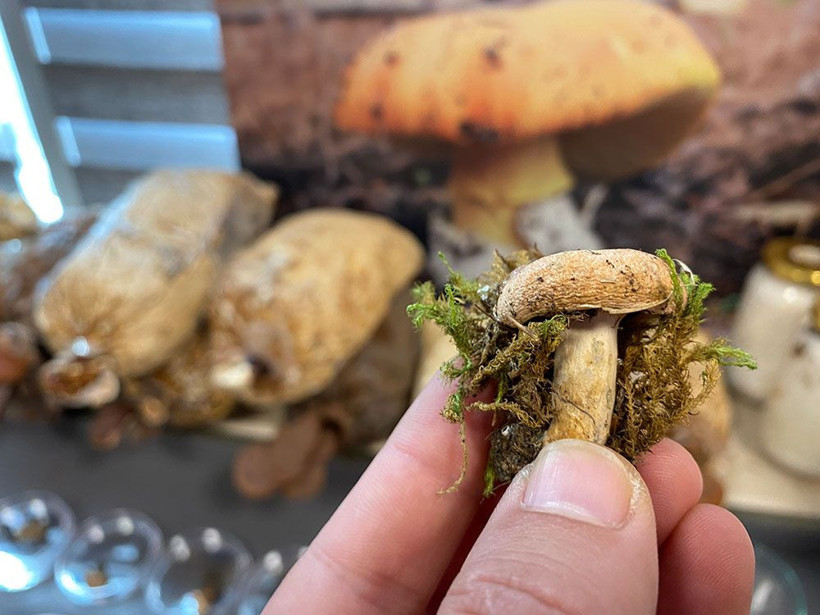  Kilosu 3 bin TL'ye satılıyor üreticisini zengin ediyor! Türkiye'nin 21 şehrinde yetişiyor - Resim: 2