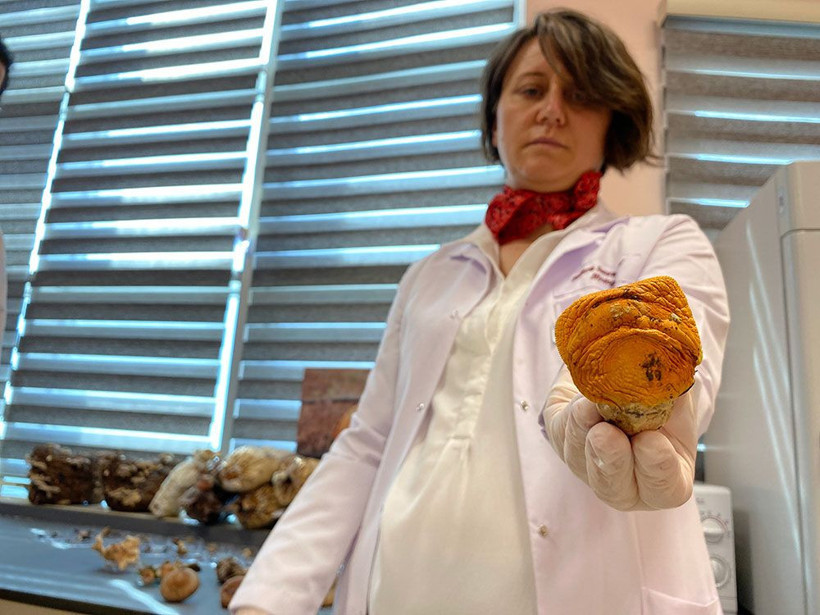  Kilosu 3 bin TL'ye satılıyor üreticisini zengin ediyor! Türkiye'nin 21 şehrinde yetişiyor - Resim: 4