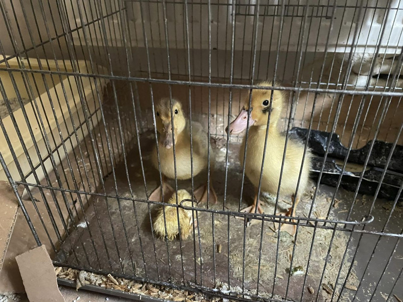 Ankara'da kirli kazanç! Eve giren ekipler şok oldu: Bedenleri üzerinden geçinmiş - Resim: 1