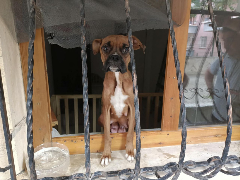 Ankara'da kirli kazanç! Eve giren ekipler şok oldu: Bedenleri üzerinden geçinmiş - Resim: 2