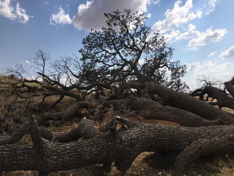 Kayseri'de '7 kardeş' ağacına kimse dokunamıyor köylünün inandığı rivayet şaşırttı - Resim: 1