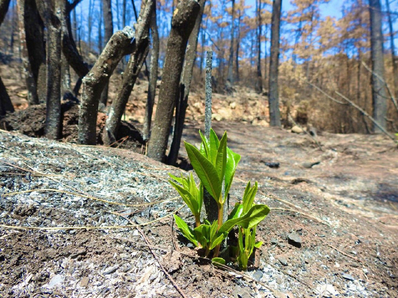 Muğla'da yanan ormanlarımız yeniden yeşermeye başladı - Resim: 3
