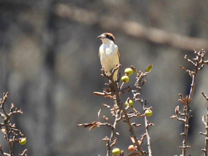 Muğla'da yanan ormanlarımız yeniden yeşermeye başladı - Resim: 4