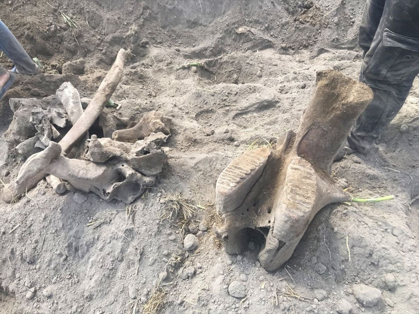 Kahramanmaraş'ta tarlasını sürerken pulluğa takıldı apar topar yetkilileri aradı - Resim: 1