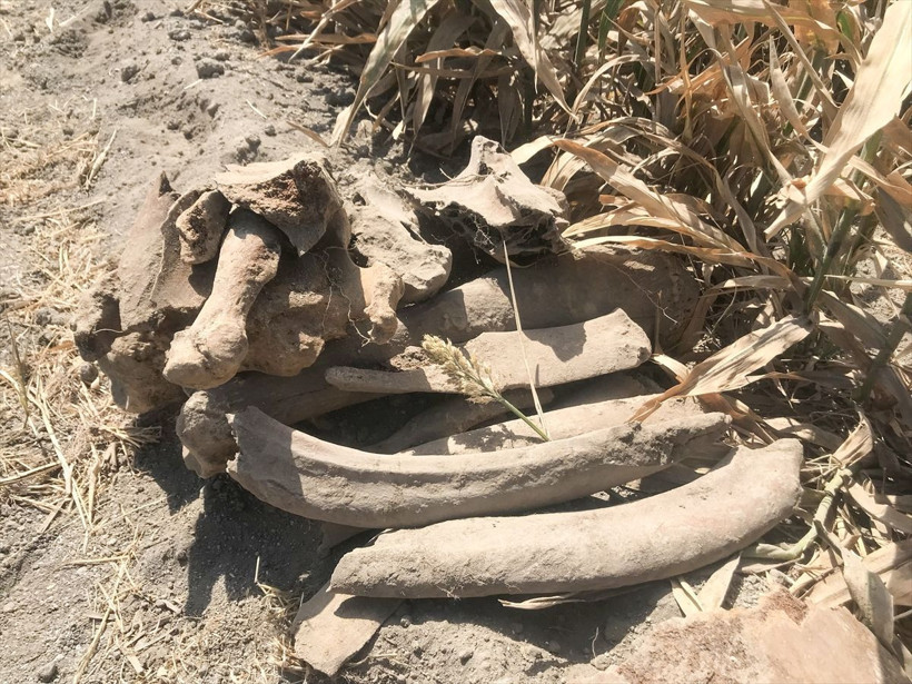 Kahramanmaraş'ta 3500 yaşında fil fosili bulundu! Tarlayı sürerken pulluğa takıldı - Resim: 4