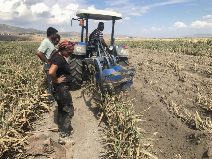 Kahramanmaraş'ta 3500 yaşında fil fosili bulundu! Tarlayı sürerken pulluğa takıldı - Resim: 1