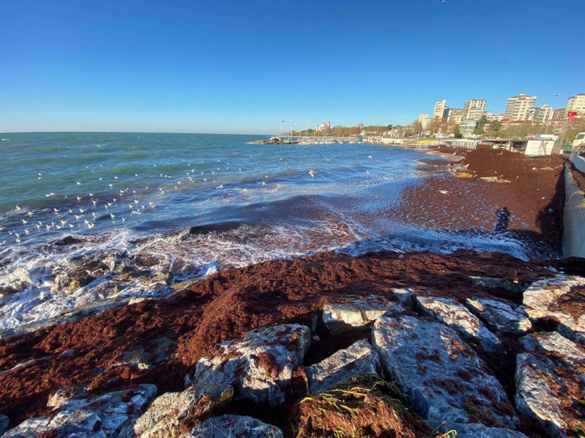 İstanbul Kadıköy'de sahili yine kırmızı yosun sardı - Resim: 3